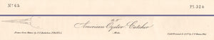 Original Audubon Print 1840 Royal Octavo, 324 American Oyster Catcher, text areas