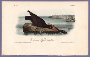 Original Audubon Print 1840 Royal Octavo, 325 Bachman's Oyster-Catcher, full sheet