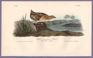 Audubon 1840 First Edition Royal Octavo Print 307 Yellow-Breasted Rail, full sheet