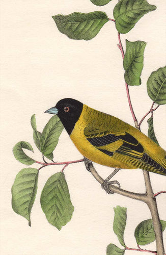 Audubon 1840 First Edition Royal Octavo Print 182 Black-Headed Goldfinch, detail