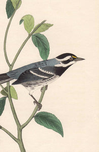 Audubon 1840 First Edition Royal Octavo Print 94 Black-Throated Grey Wood Warbler, detail