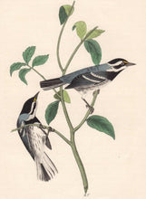 Load image into Gallery viewer, Audubon 1840 First Edition Royal Octavo Print 94 Black-Throated Grey Wood Warbler, detail
