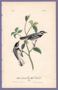 Audubon 1840 First Edition Royal Octavo Print 94 Black-Throated Grey Wood Warbler, full sheet