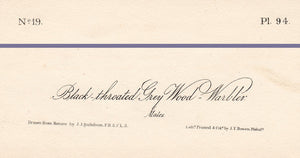 Audubon 1840 First Edition Royal Octavo Print 94 Black-Throated Grey Wood Warbler, text areas