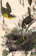 Load image into Gallery viewer, Audubon Octavo Print 244 Yellow-Breasted Chat, 1840 First Edition, detail