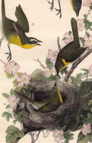 Audubon Octavo Print 244 Yellow-Breasted Chat, 1840 First Edition, detail