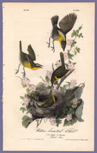 Load image into Gallery viewer, Audubon Octavo Print 244 Yellow-Breasted Chat, 1840 First Edition, full sheet
