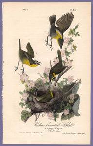 Audubon Octavo Print 244 Yellow-Breasted Chat, 1840 First Edition, full sheet