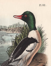 Load image into Gallery viewer, Audubon 1840 First Edition Royal Octavo Print 411 Buff-Breasted Merganser, detail
