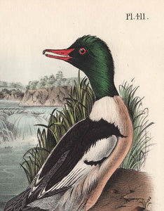 Audubon 1840 First Edition Royal Octavo Print 411 Buff-Breasted Merganser, detail