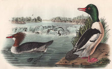 Load image into Gallery viewer, Audubon 1840 First Edition Royal Octavo Print 411 Buff-Breasted Merganser, detail
