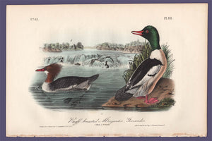 Audubon 1840 First Edition Royal Octavo Print 411 Buff-Breasted Merganser, full sheet