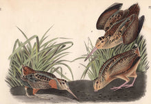 Load image into Gallery viewer, Audubon 1840 First Edition Royal Octavo Print 352 American Woodcock, detail