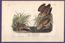 Load image into Gallery viewer, Audubon 1840 First Edition Royal Octavo Print 352 American Woodcock, full sheet