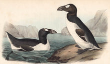 Load image into Gallery viewer, Audubon 1840 First Edition Royal Octavo Print 465 Greater Auk, detail