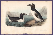 Load image into Gallery viewer, Audubon 1840 First Edition Royal Octavo Print 465 Greater Auk, full sheet