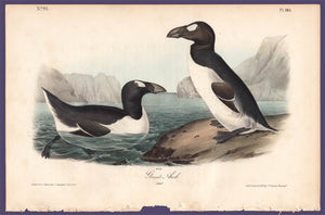 Audubon 1840 First Edition Royal Octavo Print 465 Greater Auk, full sheet