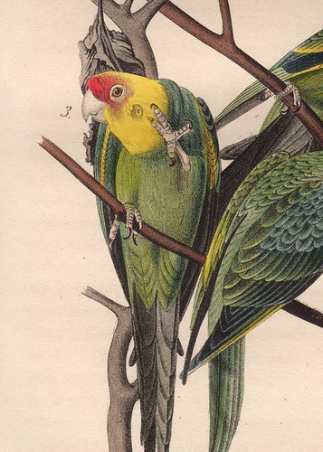 Audubon 1840 First Edition Royal Octavo Print 278 Carolina Parrot or Parakeet, detail