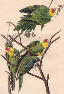Audubon 1840 First Edition Royal Octavo Print 278 Carolina Parrot or Parakeet, detail