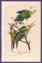 Load image into Gallery viewer, Audubon 1840 First Edition Royal Octavo Print 278 Carolina Parrot or Parakeet, full sheet