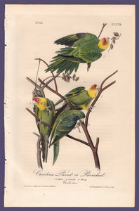 Audubon 1840 First Edition Royal Octavo Print 278 Carolina Parrot or Parakeet, full sheet
