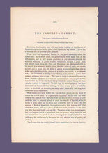 Load image into Gallery viewer, Text belonging to Audubon 1840 First Edition Royal Octavo Print 278 Carolina Parrot or Parakeet