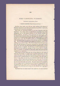 Text belonging to Audubon 1840 First Edition Royal Octavo Print 278 Carolina Parrot or Parakeet