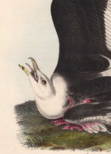Load image into Gallery viewer, Audubon 1840 First Edition Royal Octavo Print 450 Great Black-Backed Gull, detail