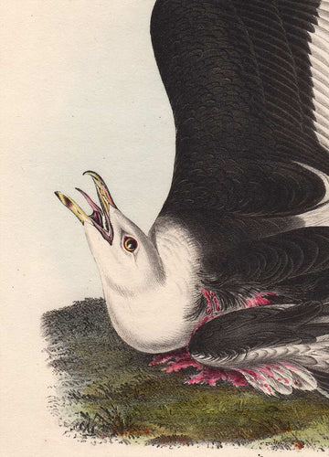 Audubon 1840 First Edition Royal Octavo Print 450 Great Black-Backed Gull, detail