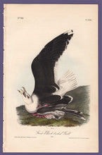 Load image into Gallery viewer, Audubon 1840 First Edition Royal Octavo Print 450 Great Black-Backed Gull, full sheet