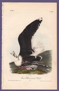 Audubon 1840 First Edition Royal Octavo Print 450 Great Black-Backed Gull, full sheet