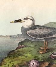 Load image into Gallery viewer, Audubon 1840 First Edition Royal Octavo Print 435 Trudeau&#39;s Tern, detail