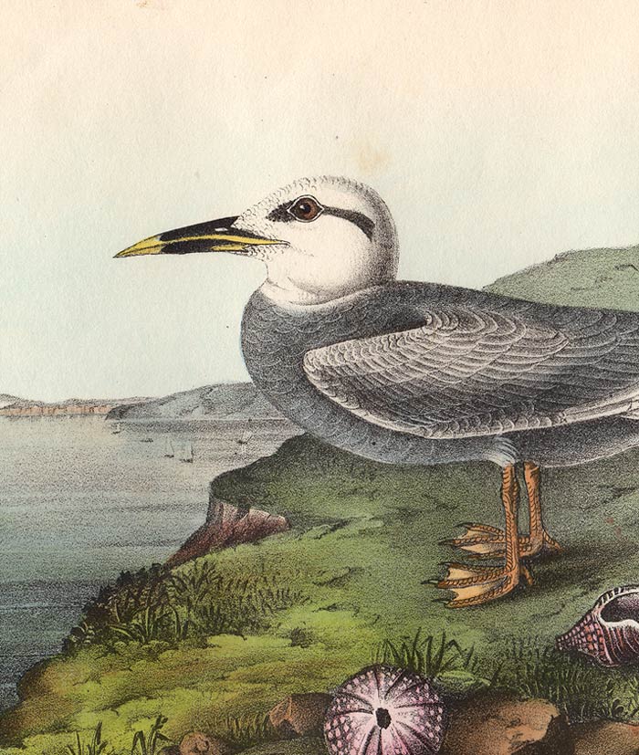 Audubon 1840 First Edition Royal Octavo Print 435 Trudeau's Tern, detail