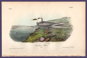 Audubon 1840 First Edition Royal Octavo Print 435 Trudeau's Tern, full sheet
