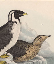 Load image into Gallery viewer, Audubon 1840 First Edition Royal Octavo Print 470 Black-Throated Guillemot, detail