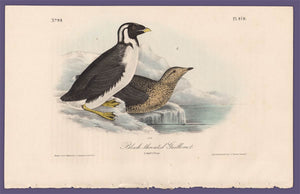 Audubon 1840 First Edition Royal Octavo Print 470 Black-Throated Guillemot, full sheet