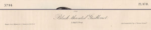 Audubon 1840 First Edition Royal Octavo Print 470 Black-Throated Guillemot, text areas