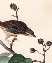 Load image into Gallery viewer, Audubon 1840 First Edition Royal Octavo Print 176 Bachman&#39;s Pinewood Finch, detail