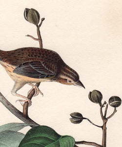 Audubon 1840 First Edition Royal Octavo Print 176 Bachman's Pinewood Finch, detail