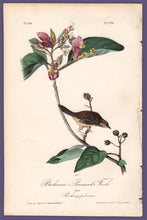 Load image into Gallery viewer, Audubon 1840 First Edition Royal Octavo Print 176 Bachman&#39;s Pinewood Finch, full sheet