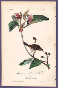 Audubon 1840 First Edition Royal Octavo Print 176 Bachman's Pinewood Finch, full sheet