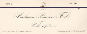 Audubon 1840 First Edition Royal Octavo Print 176 Bachman's Pinewood Finch, text areas