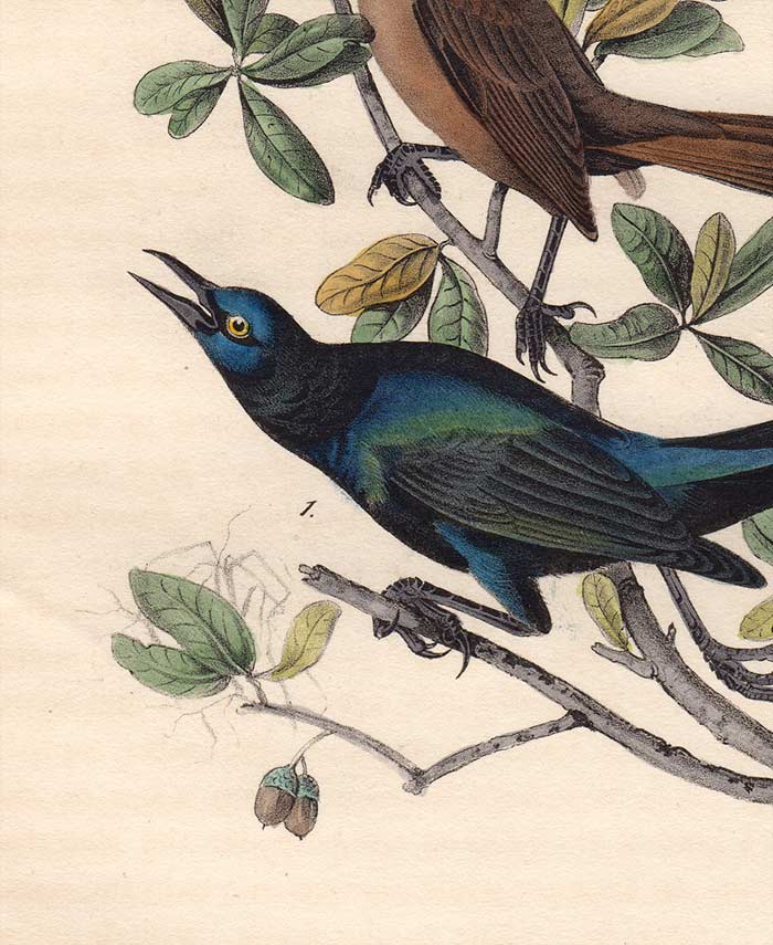 Audubon 1840 First Edition Royal Octavo Print 220 Boat-Tailed Grackle, detail