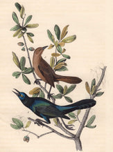 Load image into Gallery viewer, Audubon 1840 First Edition Royal Octavo Print 220 Boat-Tailed Grackle, detail