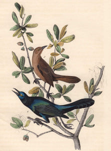 Audubon 1840 First Edition Royal Octavo Print 220 Boat-Tailed Grackle, detail