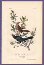Load image into Gallery viewer, Audubon 1840 First Edition Royal Octavo Print 220 Boat-Tailed Grackle, full sheet
