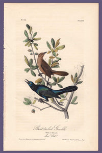 Audubon 1840 First Edition Royal Octavo Print 220 Boat-Tailed Grackle, full sheet