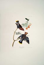 Load image into Gallery viewer, Audubon Abbeville Press Print for sale Plate 363 Bohemian Waxwing, full sheet view