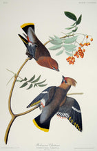 Load image into Gallery viewer, Audubon Abbeville Press Print for sale Plate 363 Bohemian Waxwing, plate view
