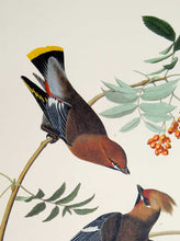Load image into Gallery viewer, Audubon Abbeville Press Print for sale Plate 363 Bohemian Waxwing, detail